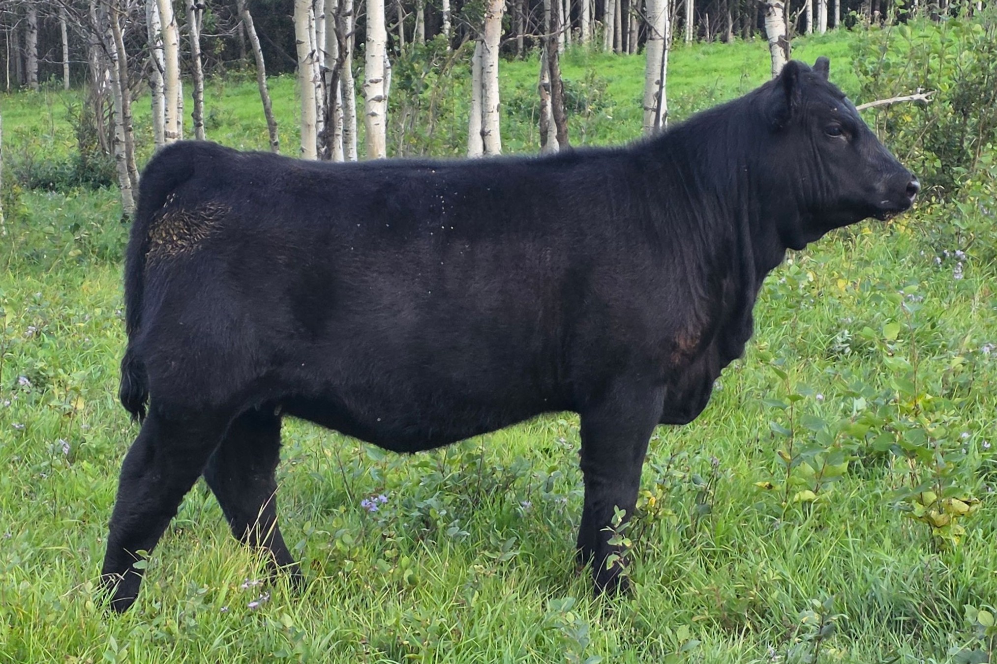 bull